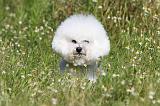 BICHON FRISE 430